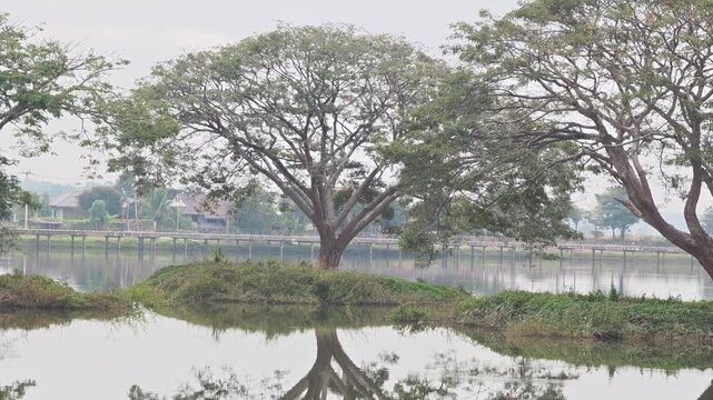 The Rain Tree (Samanea saman)On an island in the middle of the water.