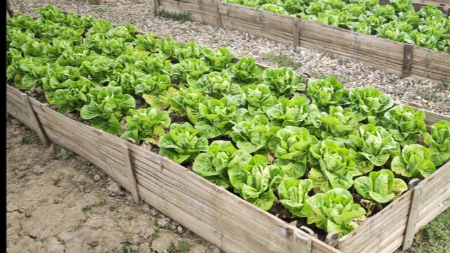 Organic cos lettuce in the garden