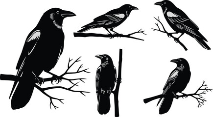 Crow and raven silhouette birds perched on branches, detailed wildlife vector illustration set, black corvid designs for nature and decorative artworks © Itz Marjia