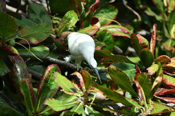 GARCETA COM&Uacute;N