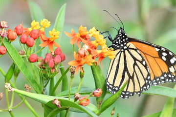 MARIPOSA MONARCA