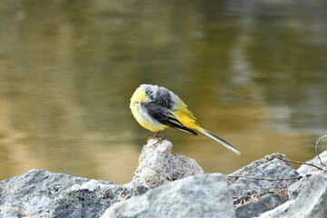 LAVANDERA CASCADE&Ntilde;A