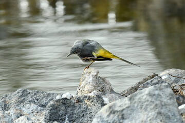 LAVANDERA CASCADE&Ntilde;A