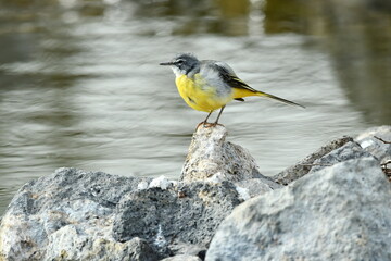 LAVANDERA CASCADE&Ntilde;A