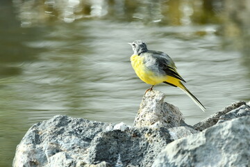 LAVANDERA CASCADE&Ntilde;A