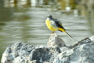 LAVANDERA CASCADE&Ntilde;A