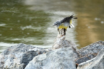 LAVANDERA CASCADE&Ntilde;A