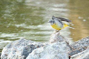 LAVANDERA CASCADE&Ntilde;A