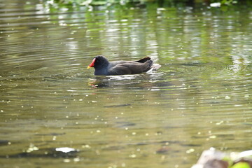 GALLINETA COM&Uacute;N TOMANDO UN BA&Ntilde;O