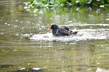GALLINETA COM&Uacute;N TOMANDO UN BA&Ntilde;O