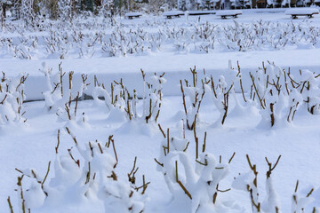 雪に覆われたぎふワールドローズガーデンのバラの剪定枝と冬景色
