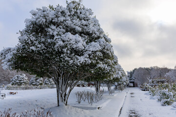 ぎふワールドローズガーデンの雪景色と並木道に広がる冬の静寂風景