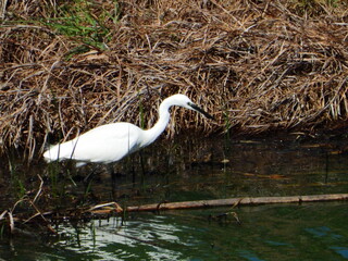 GARCETA COM&Uacute;N