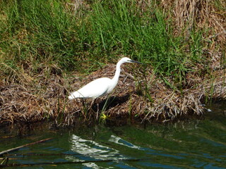 GARCETA COM&Uacute;N