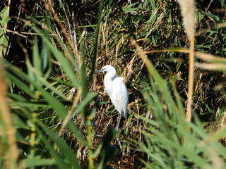 GARCETA COM&Uacute;N