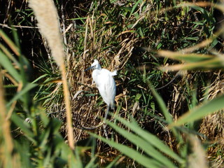 GARCETA COM&Uacute;N