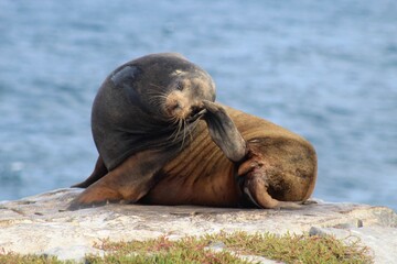 Fototapeta premium Sea lion in Galapagos
