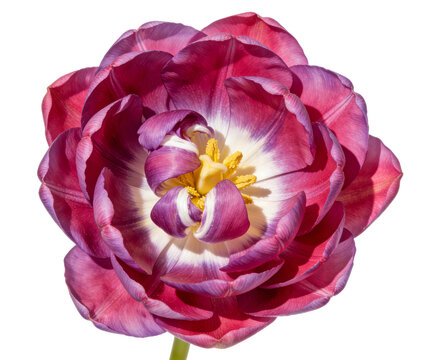A close - up of a double - petaled tulip with vibrant purple and red petals, yellow stamen, and a white center. Set against a white background, showcasing delicate floral details and natural beauty.