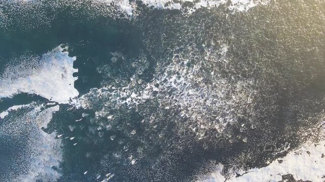 Common Dolphin Megapod swimming through foam in the Southern Atlantic Ocean