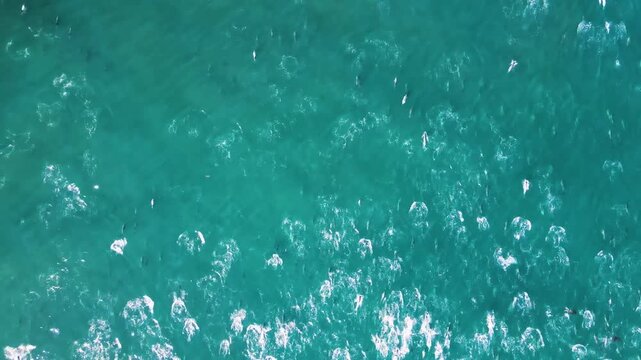 Common Dolphin Megapod swimming across the surface of the Southern Atlantic Ocean