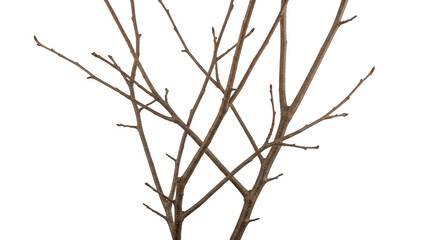 Barren tree branches against white sky isolated on transparent background