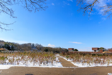 青空と雪景色が広がるぎふワールドローズガーデンの冬のバラ園