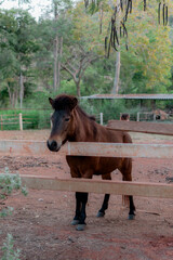 A brown horse in a stable, with a backdrop of mountains at the horse stable.