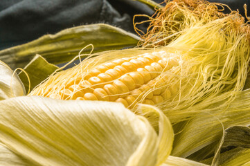 ELOTE MASORCA © Wiliam