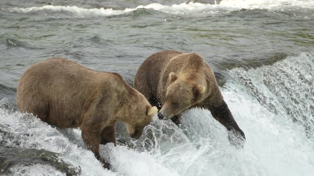 Brown Bear 128 missing a Sockeye Salmon at Brooks Falls - Slow Motion