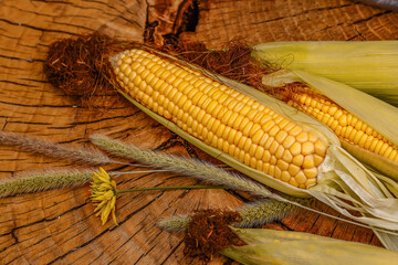 ELOTE MASORCA © Wiliam