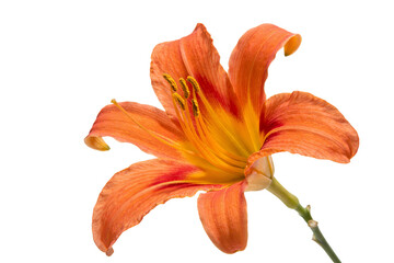 Closeup of an orange daylily flower with red and yellow details, isolated on a white background. Showcases petals, stamen, and pistil, ideal for botanical and floral themes.