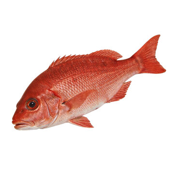 Fresh red snapper fish, isolated on white background. Ideal for culinary, seafood, or healthy eating themes. Showcases marine biology, food preparation, and oceanic cuisine.
