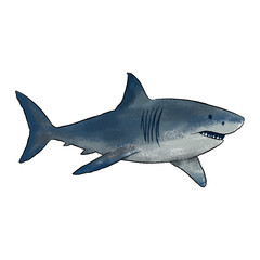 Obraz premium crayon shark no background