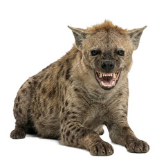 Fototapeta premium Snarling spotted hyena isolated on transparent background.