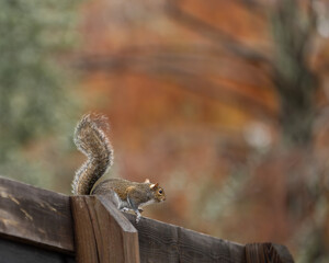A curious gray squirrel pauses on a wooden fence, holding its find and carefully observing the surroundings.