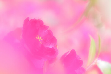 pink sasanqua flower © Naru