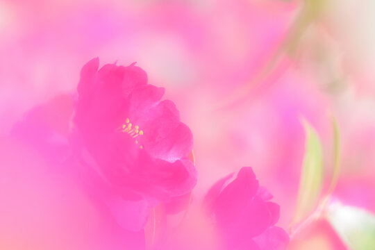pink sasanqua flower