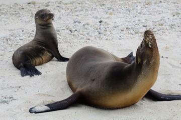 Naklejka premium Sea lions in Galapagos