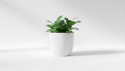 Fresh green plant in white ceramic pot on clean white background. Minimalist indoor houseplant with soft shadows.