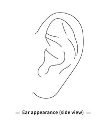 Ear appearance illustration (external view, vector)
