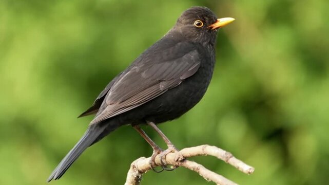 Captivating blackbird perched elegantly on a branch in natural environment