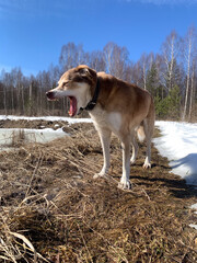Large Brown and White Dog Standing in a Spring Meadow. A large, cheerful dog with a brown coat and a distinctive white patch on its chest stands on a sunlit forest clearing in early spring