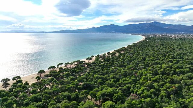 Drone flight over Schinias pine tree forest and the Aegean sea, Greece