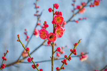 Blooming Chinese Plum Flowers with Buds Against Blue Sky, Wuhan