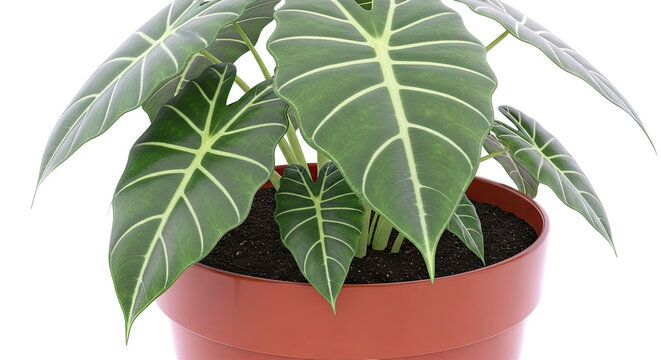 Alocasia Polly in a Brown Pot