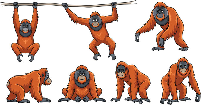 Orangutan Vector Illustration Set with Multiple Poses and Actions for Wildlife Education, Conservation Themes, Zoo Materials, Kids Content, and Creative Designs