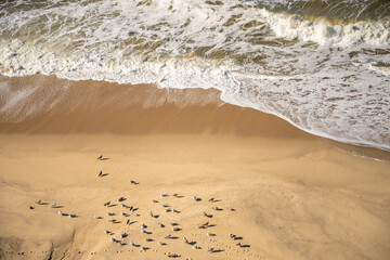 Seabirds gathered on sandy beach below ocean waves