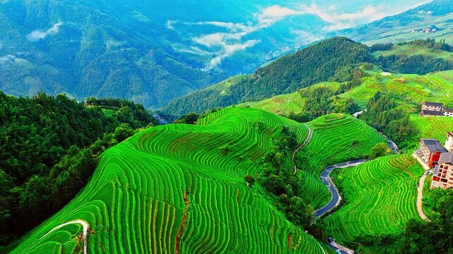Aerial shot of spectacular green rice terrace fields natural landscape in Guilin, China. Famous Longji Terraced Fields scenery in summer.