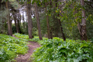 Obraz premium Narrow footpath through green woodland