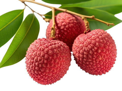 Three lychee fruits on a branch